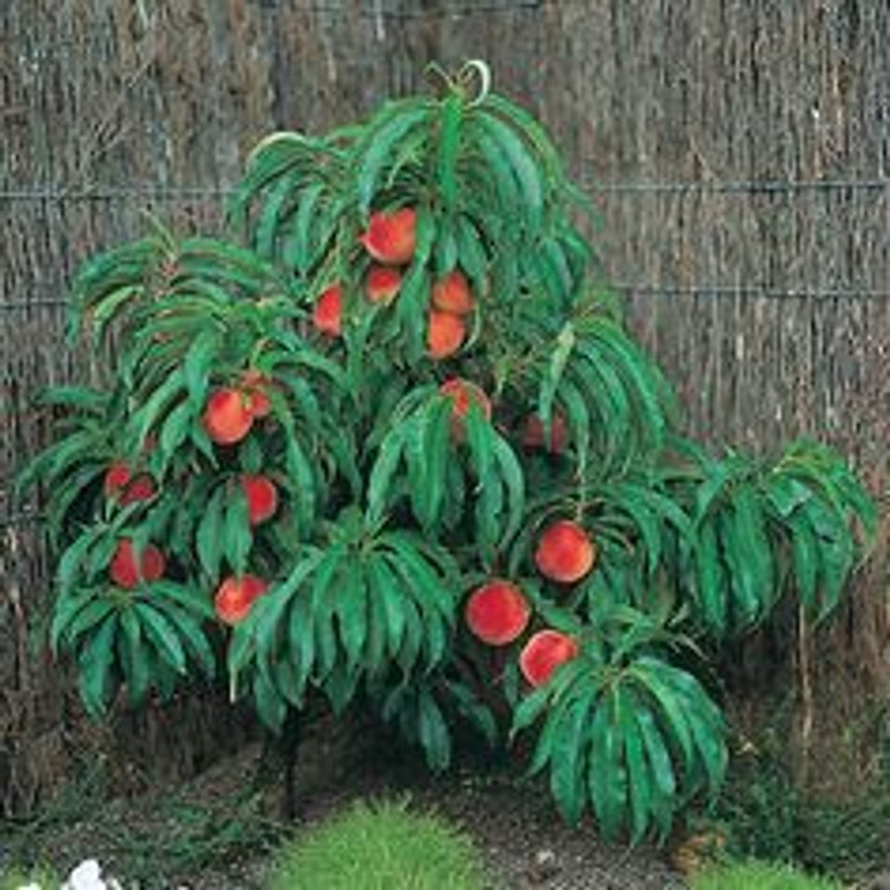 ARCTIC BABE NECTARINE 7gal