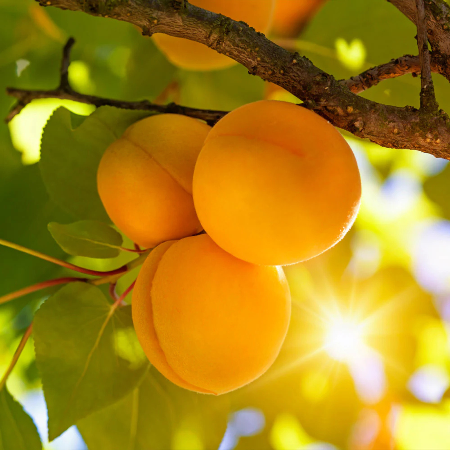 Oranges hanging from a tree with a blurred natural background