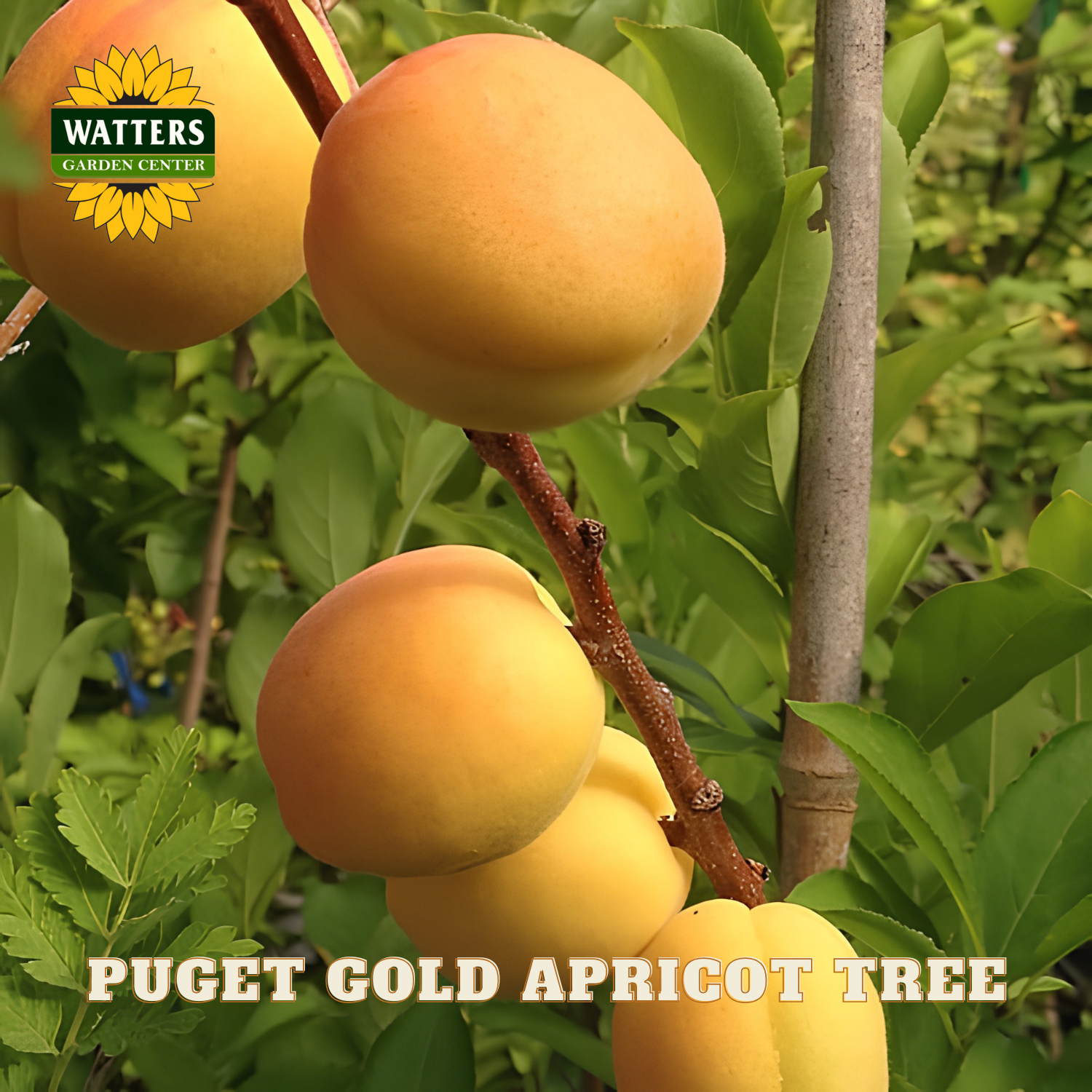 Puget Gold apricots on a branch with Watters Garden Center logo.