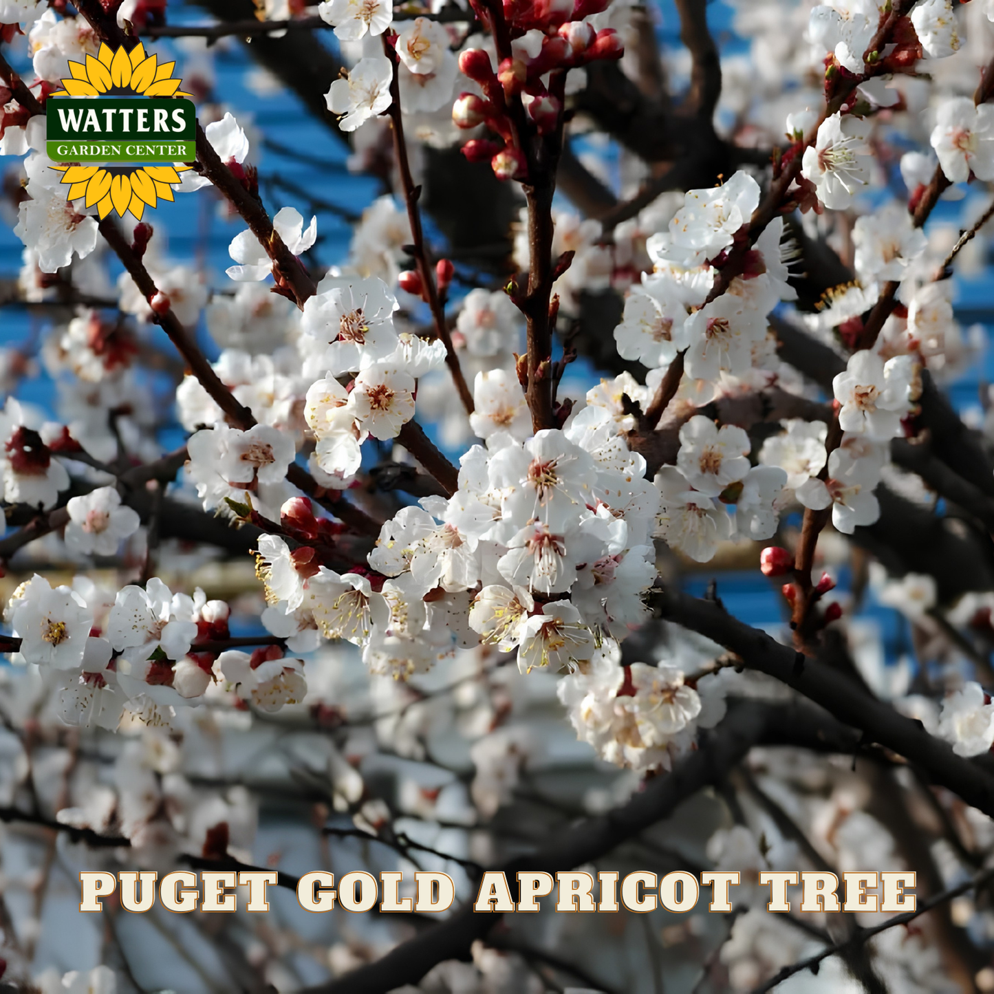 Puget Gold Apricot Tree with Watters Garden Center logo