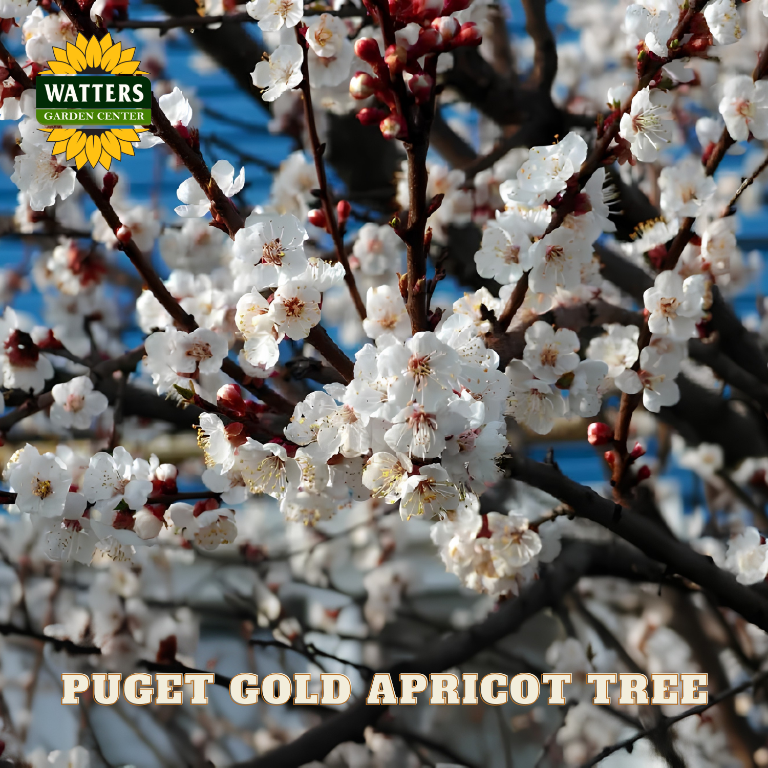 Puget Gold Apricot Tree with Watters Garden Center logo