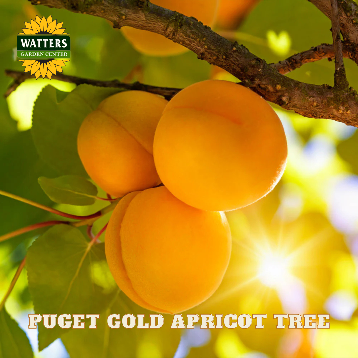 Ripe apricots on a branch with Watters Garden Center logo and 'Puget Gold Apricot Tree' text.