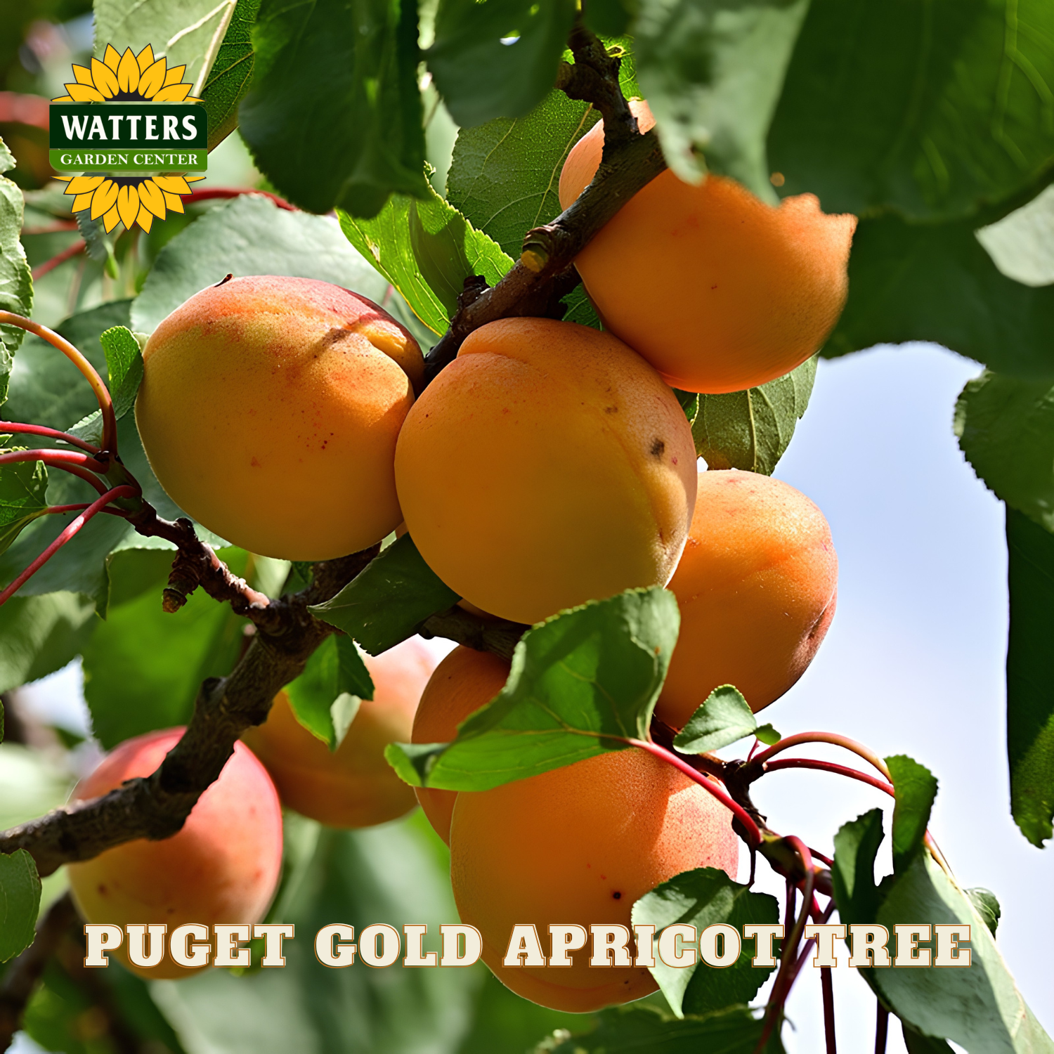 Ripe apricots on a branch with Watters Garden Center logo and 'Puget Gold Apricot Tree' text.