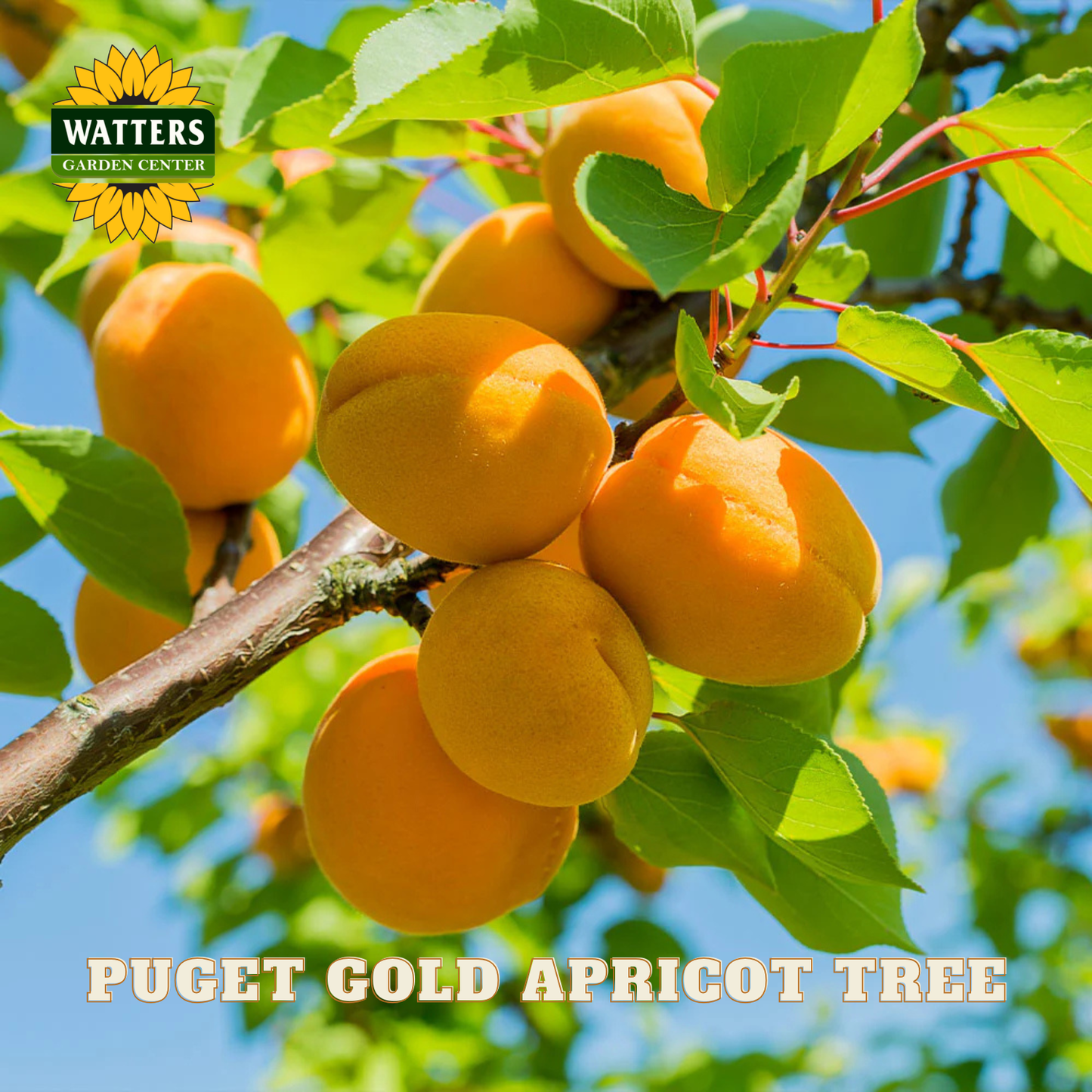 Ripe apricots on a branch with 'Watters Garden Center' logo and text 'Puget Gold Apricot Tree'.