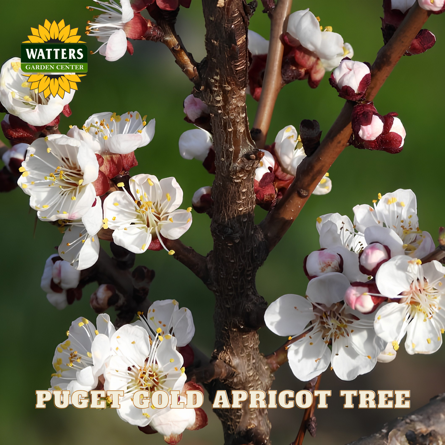 Close-up of a Puget Gold Apricot tree with white and pink flowers, branded with Watters Garden Center.
