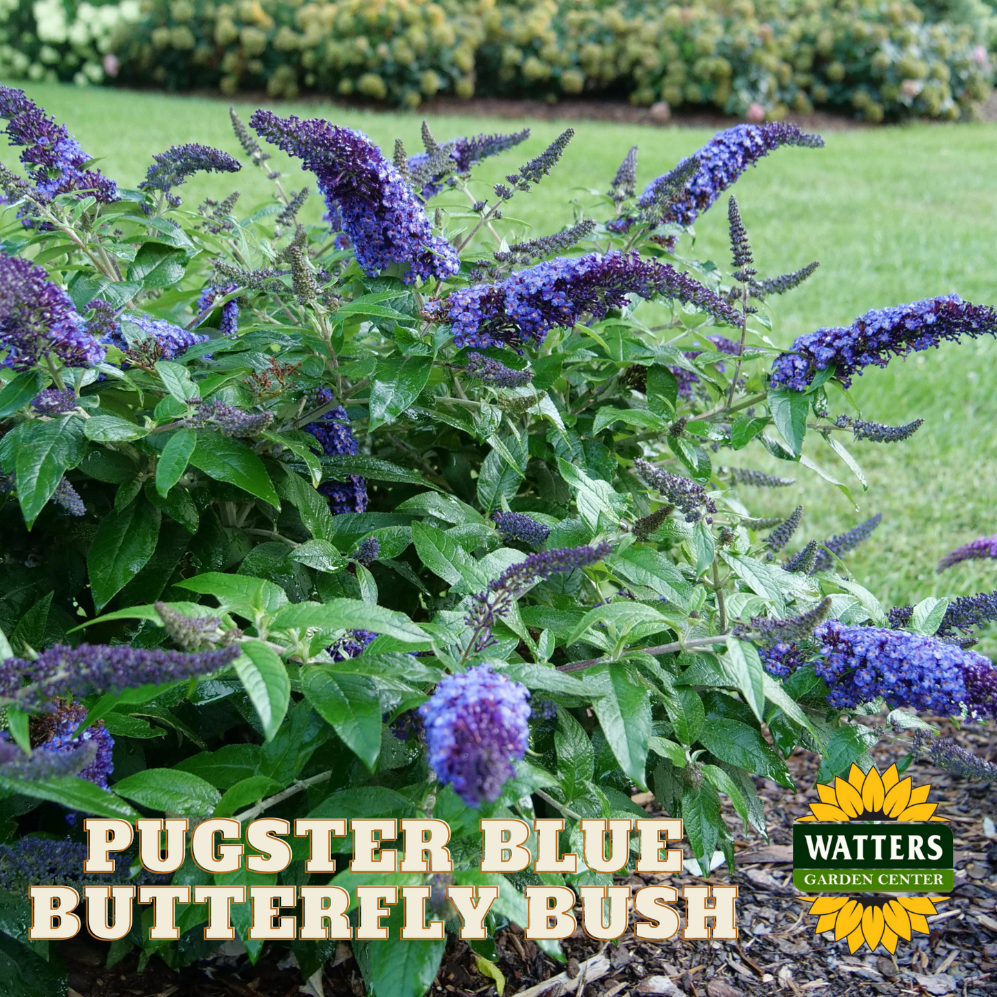 PUGSTER BLUE BUTTERFLY BUSH 3gal