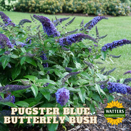 PUGSTER BLUE BUTTERFLY BUSH 3gal