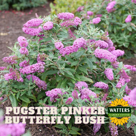 PUGSTER PINKER BUTTERFLY BUSH 3gal