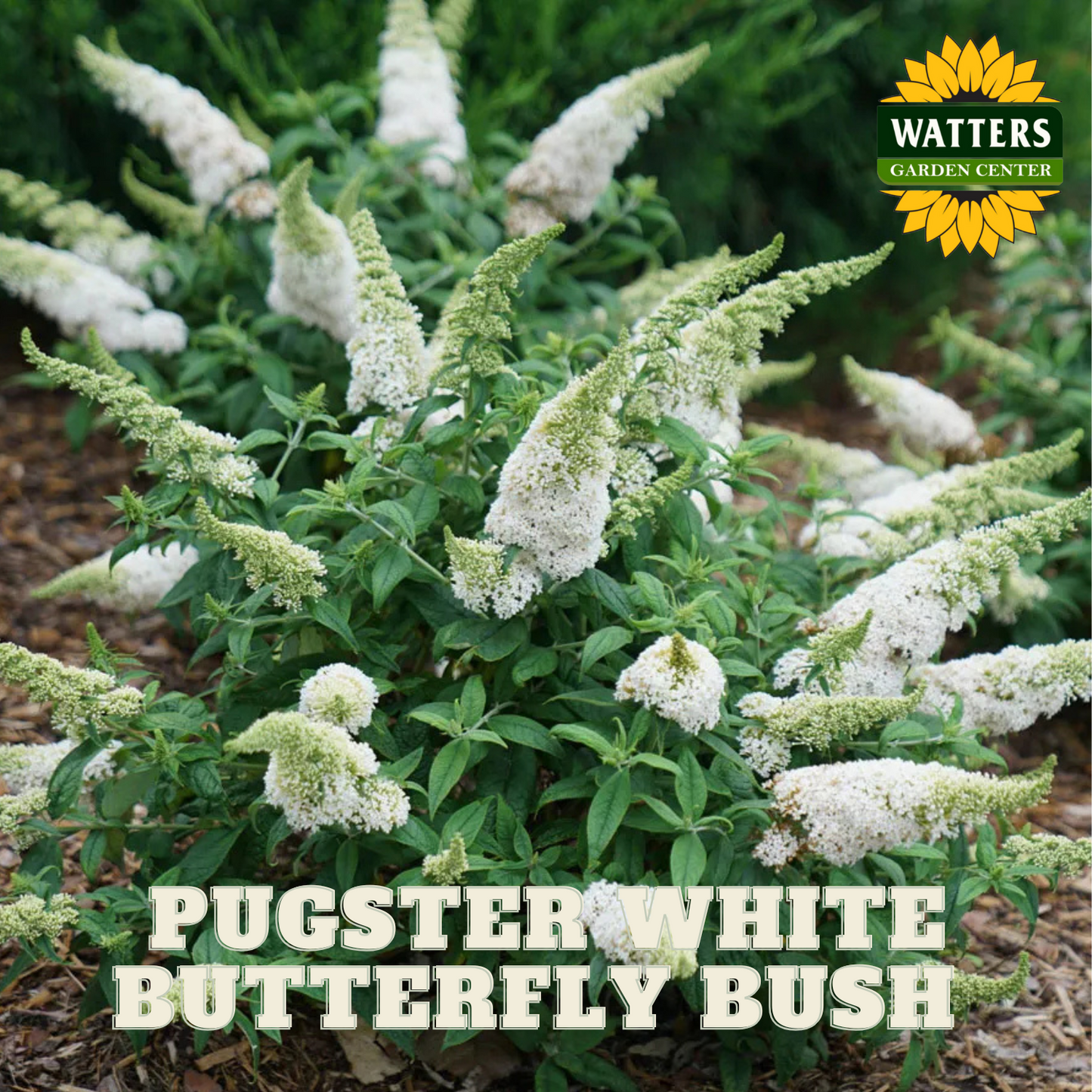 PUGSTER WHITE BUTTERFLY BUSH 3gal