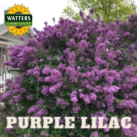 PURPLE LILAC 3gal