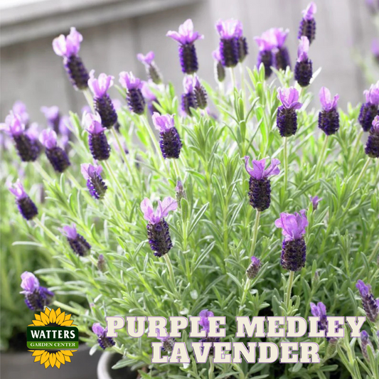 ANOUK PURPLE MEDLEY LAVENDER 1gal