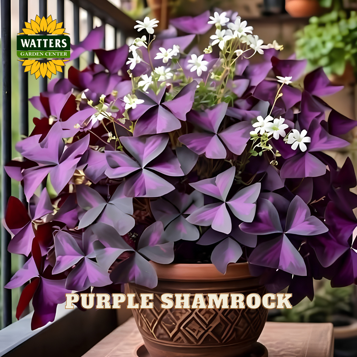 Purple shamrock plant with light pink/purple flowers. Watters logo in upper left corner.