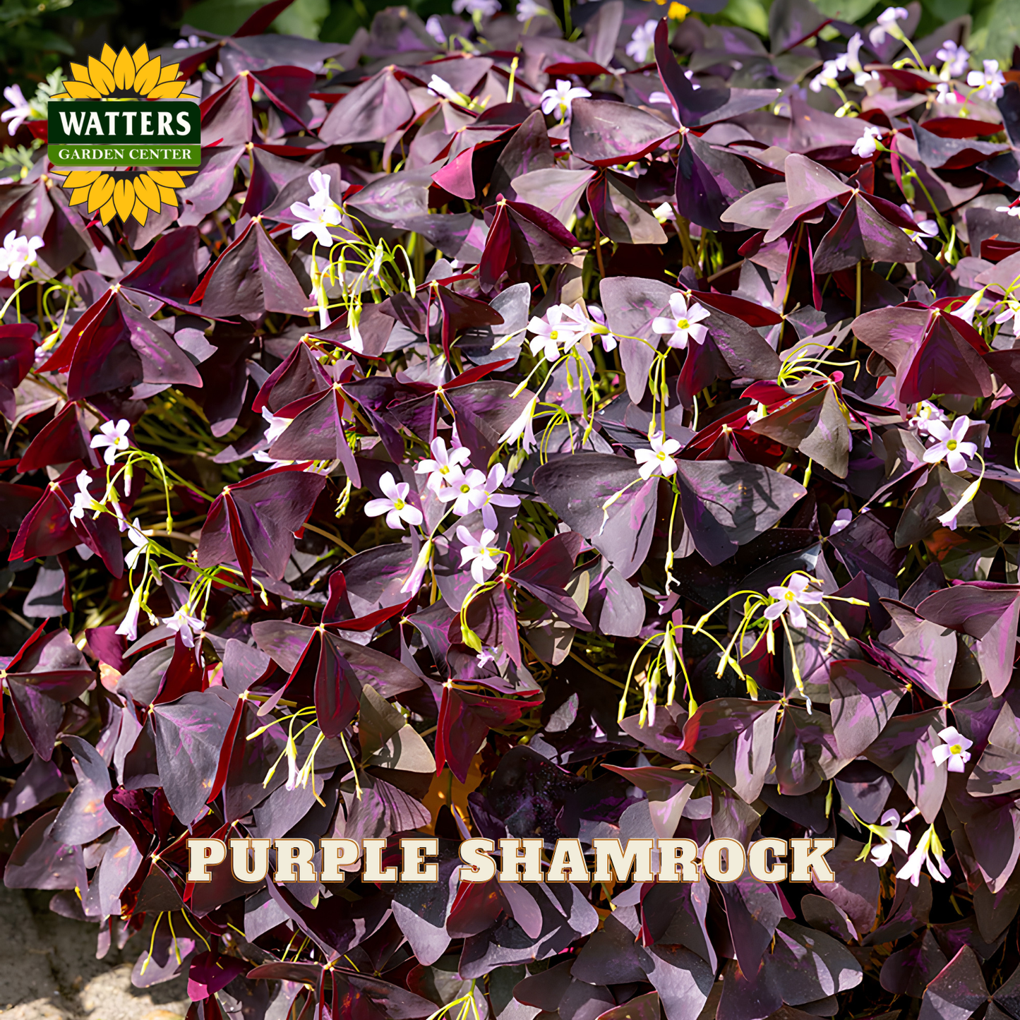 Purple shamrock plant with light pink/purple flowers. Watters logo in upper left corner.