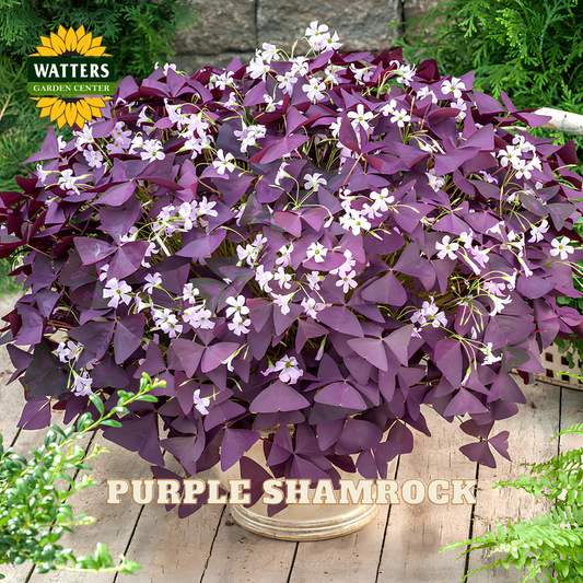 Purple shamrock plant with light pink/purple flowers. Watters logo in upper left corner.