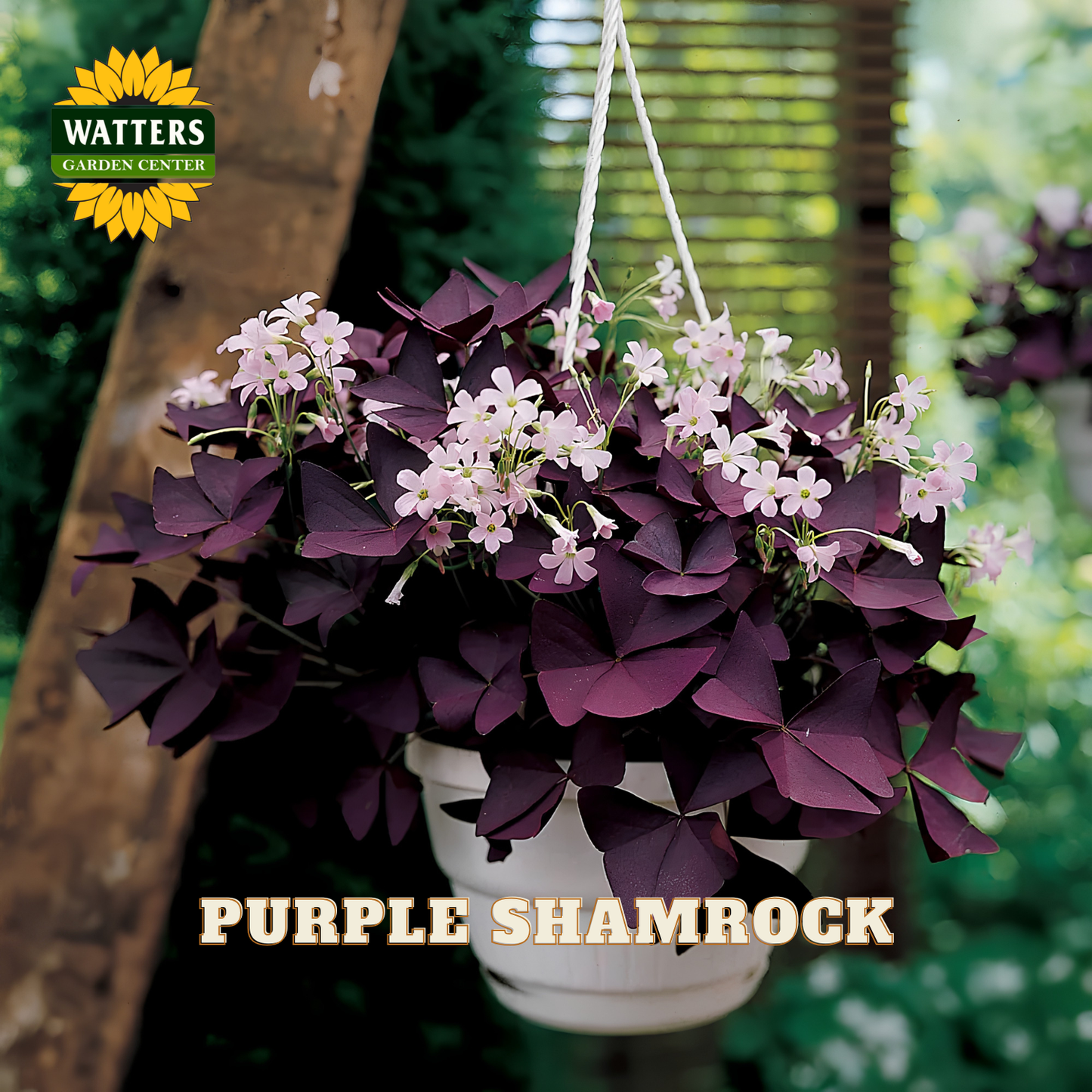 Purple shamrock plant with light pink/purple flowers. Watters logo in upper left corner.
