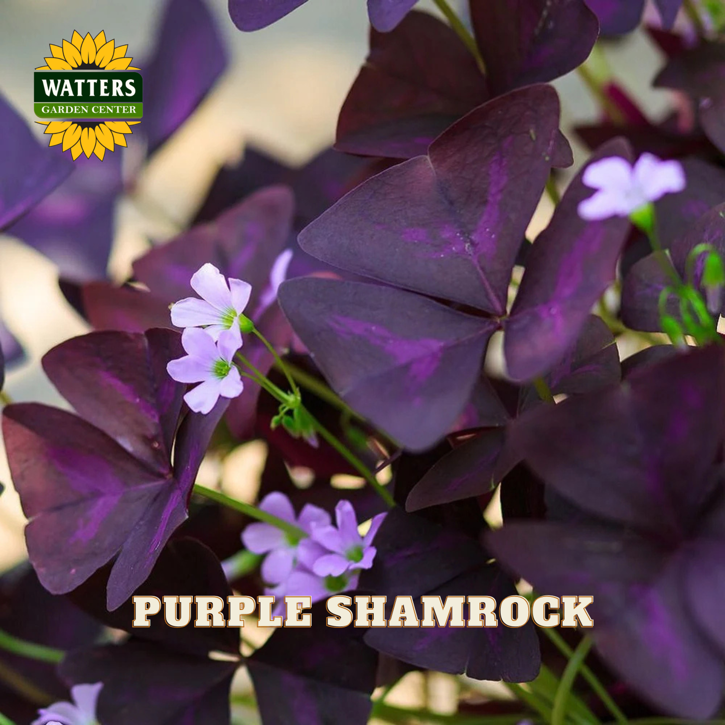 Purple shamrock plant with light pink/purple flowers. Watters logo in upper left corner.