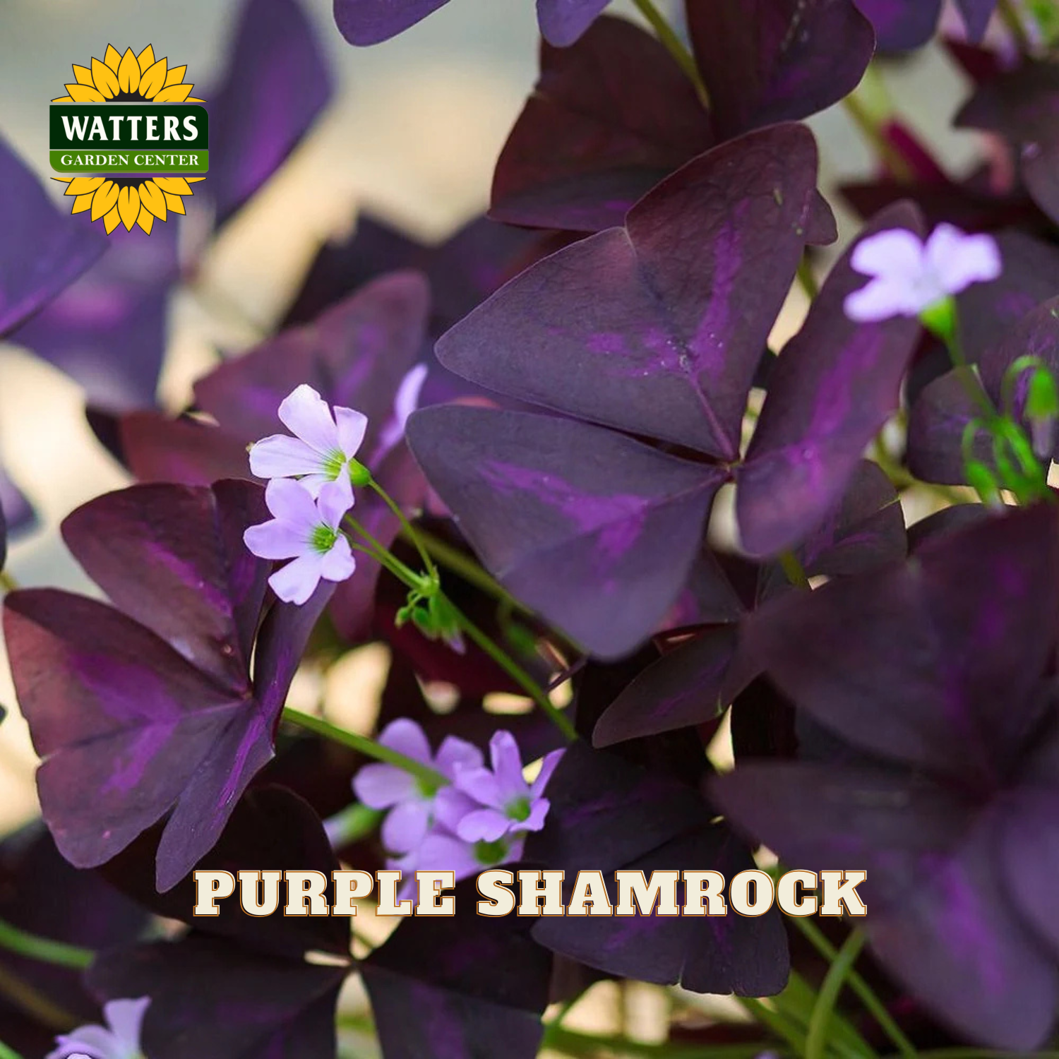 Purple shamrock plant with light pink/purple flowers. Watters logo in upper left corner.