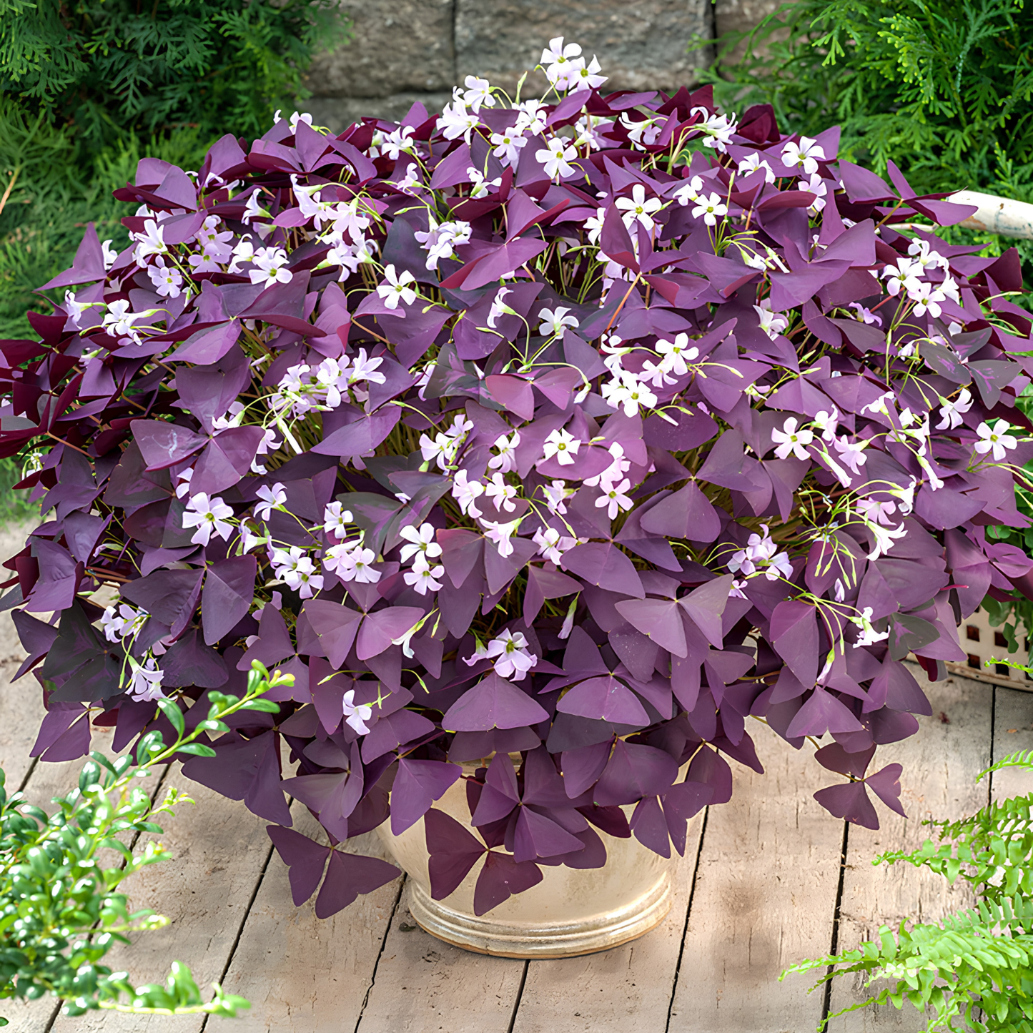 Purple shamrock plant with light pink/purple flowers. Watters logo in upper left corner.