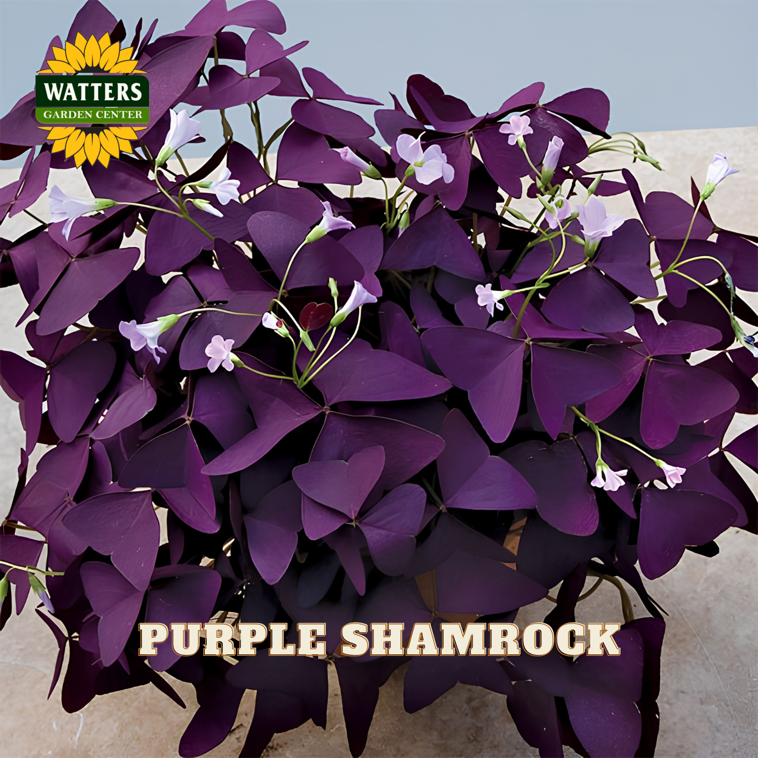 Purple shamrock plant with light pink/purple flowers. Watters logo in upper left corner.