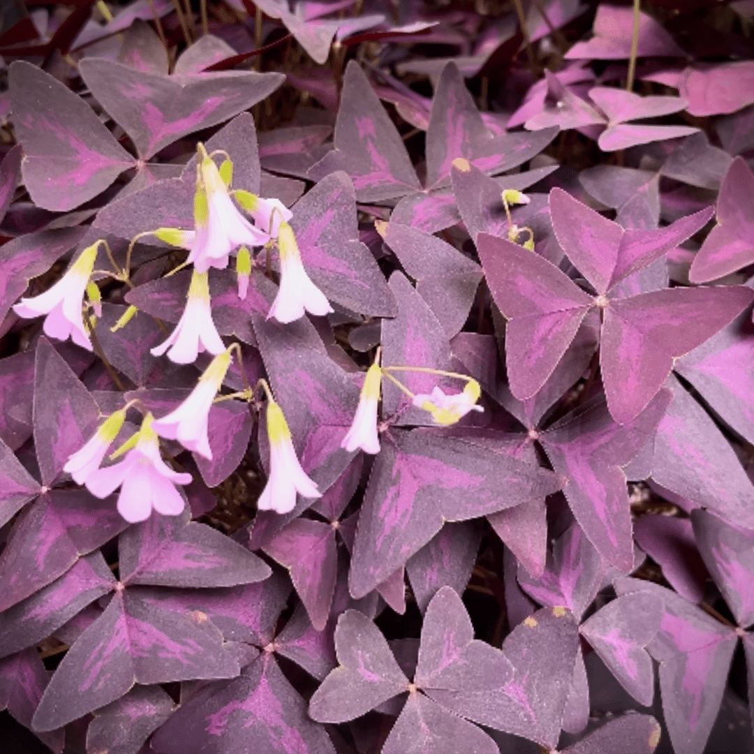 PURPLE SHAMROCK 6in
