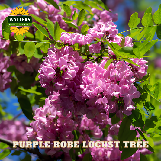 Purple robe locust tree with Watters Garden Center branding