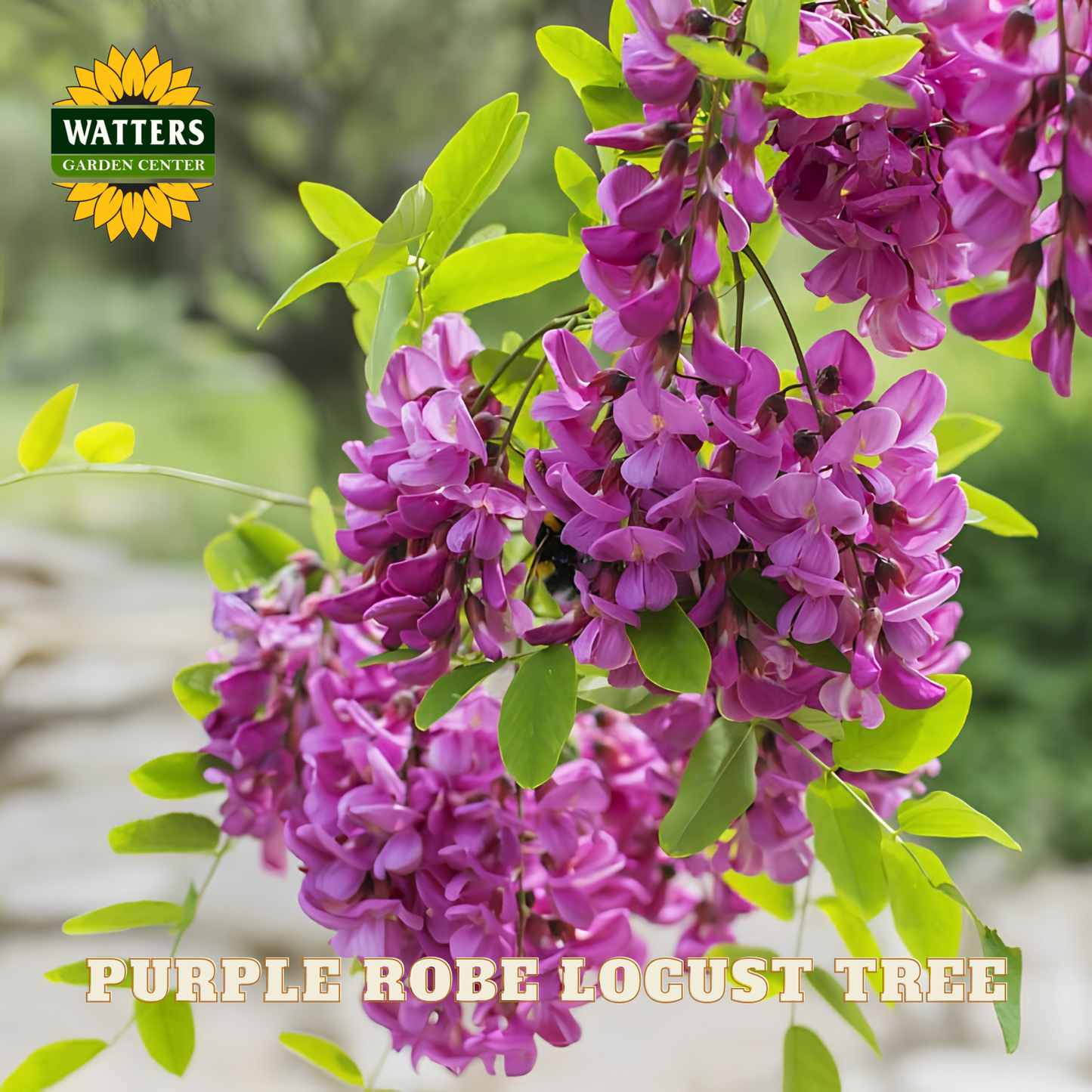 Purple robe locust tree with Watters Garden Center logo
