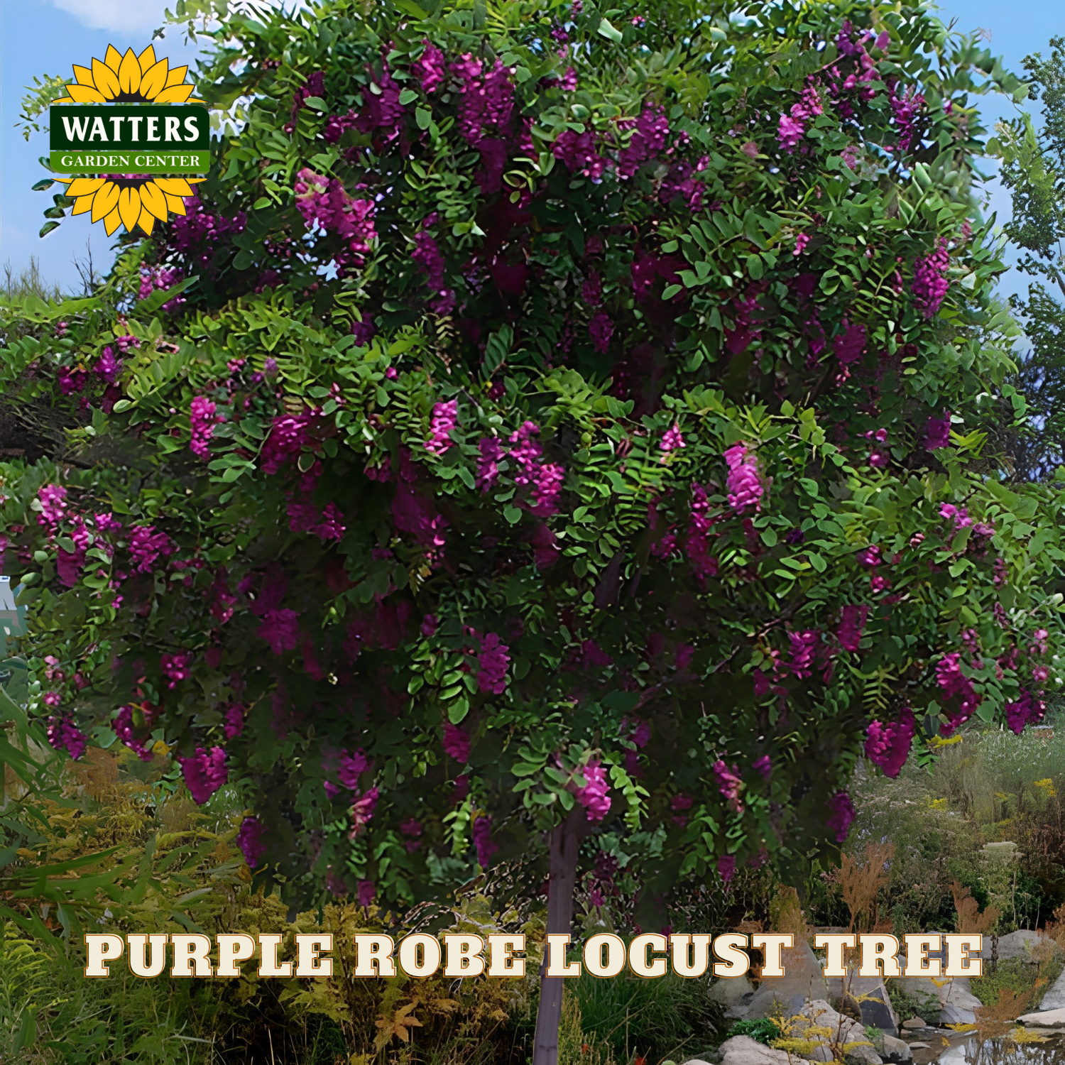 Purple Robe Locust Tree with Watters Garden Center logo in the corner