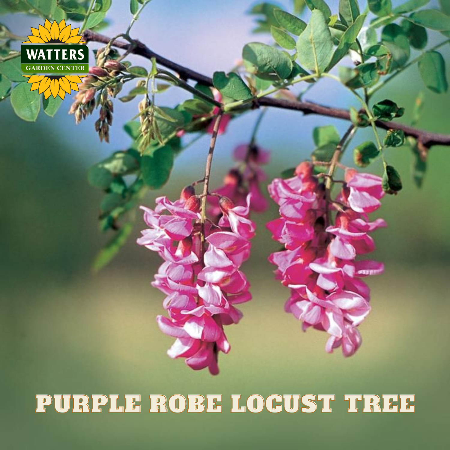 Purple robe locust tree with pink flowers and Watters Garden Center logo.