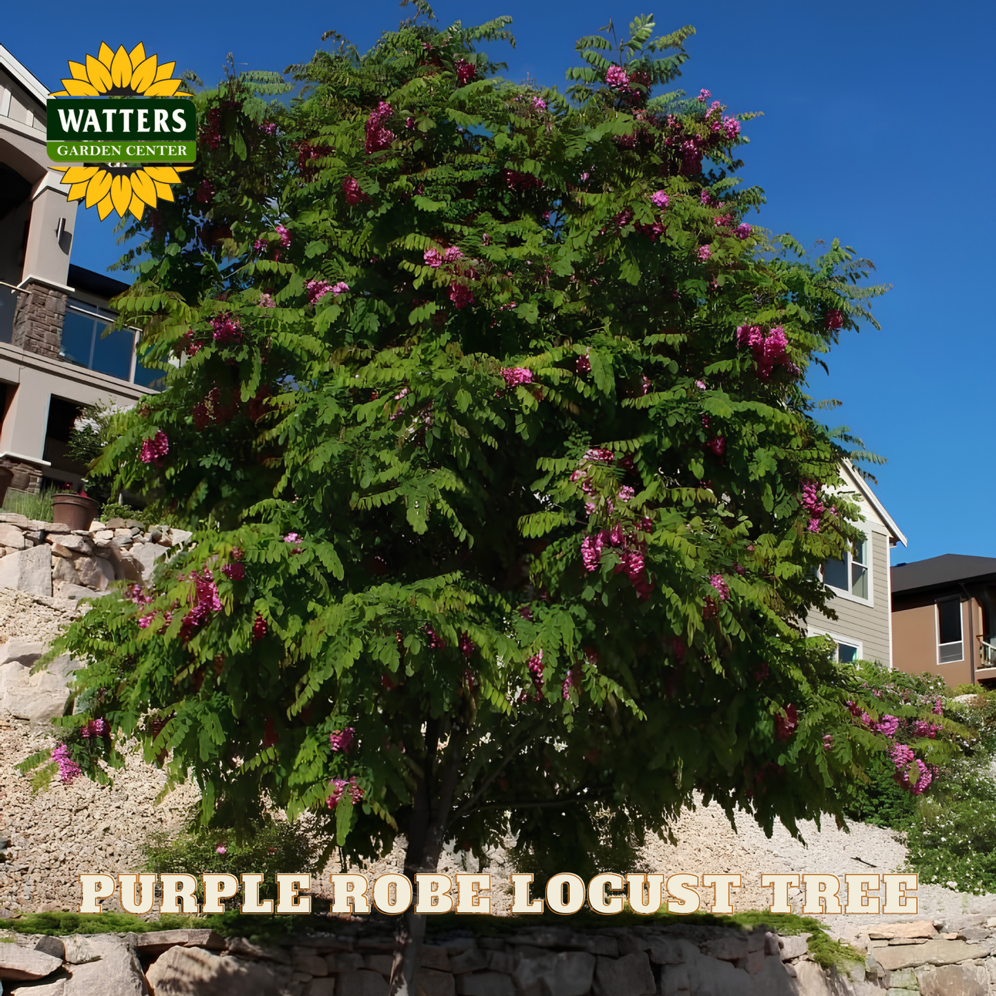 Purple Robe Locust Tree with Watters Garden Center branding in the background