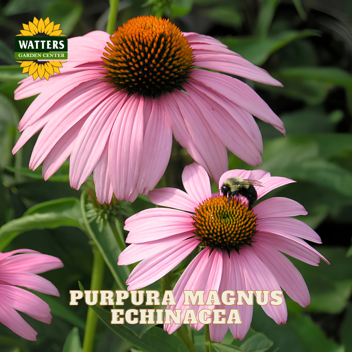 Pink coneflowers with orange-brown centers in a garden setting, with a bumblebee on one flower. The Watters Garden Center logo appears in the top left, and the text 'PURPURA MAGNUS ECHINACEA' is shown at the bottom.