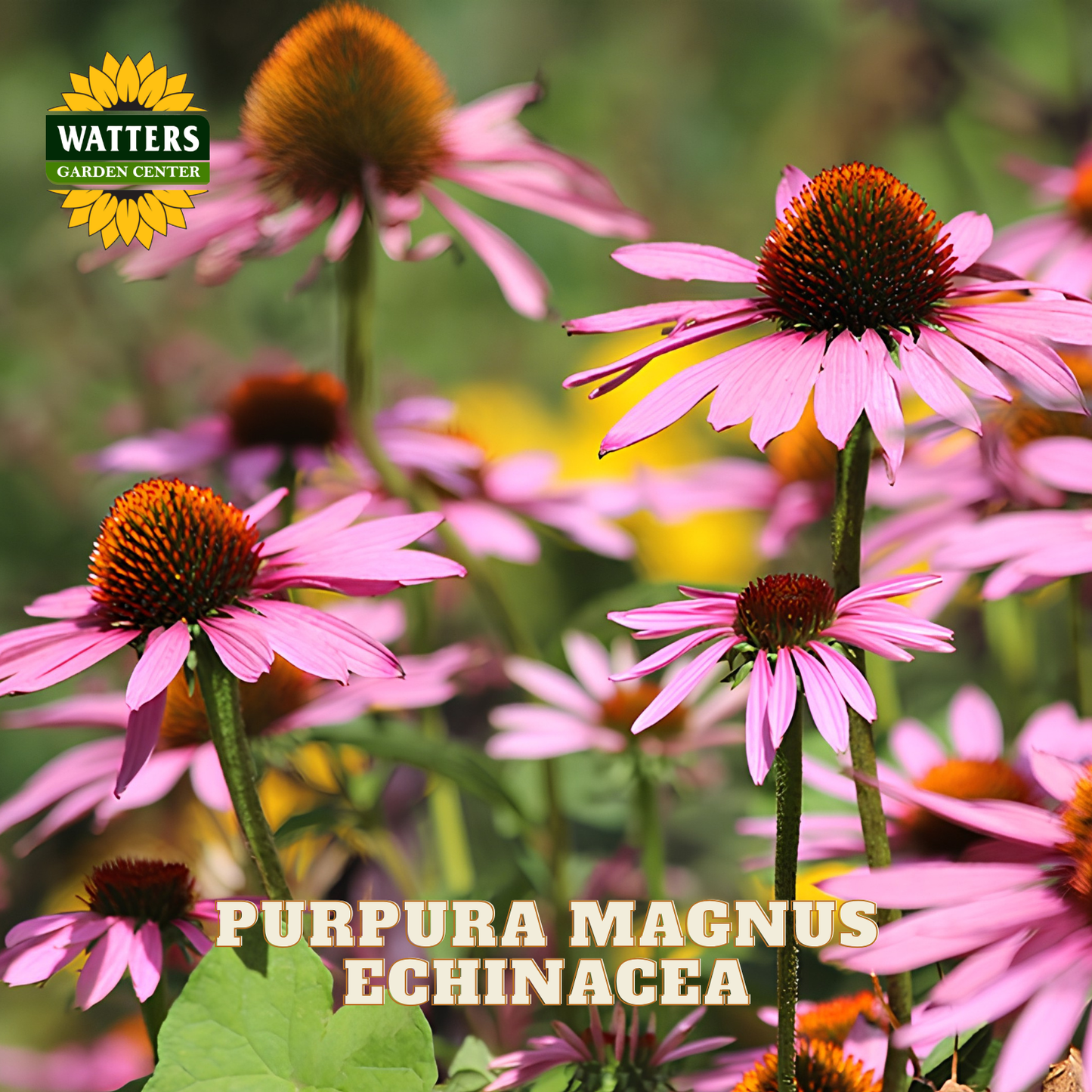 ASSORTED ECHINACEA 1gal