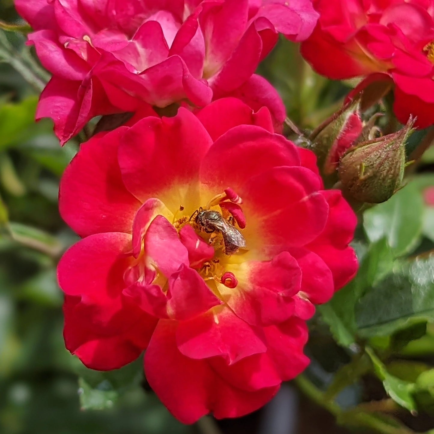 DRIFT RED ROSE 2gal