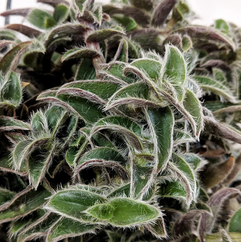 Kitten Ears Cyanotis Somaliensis