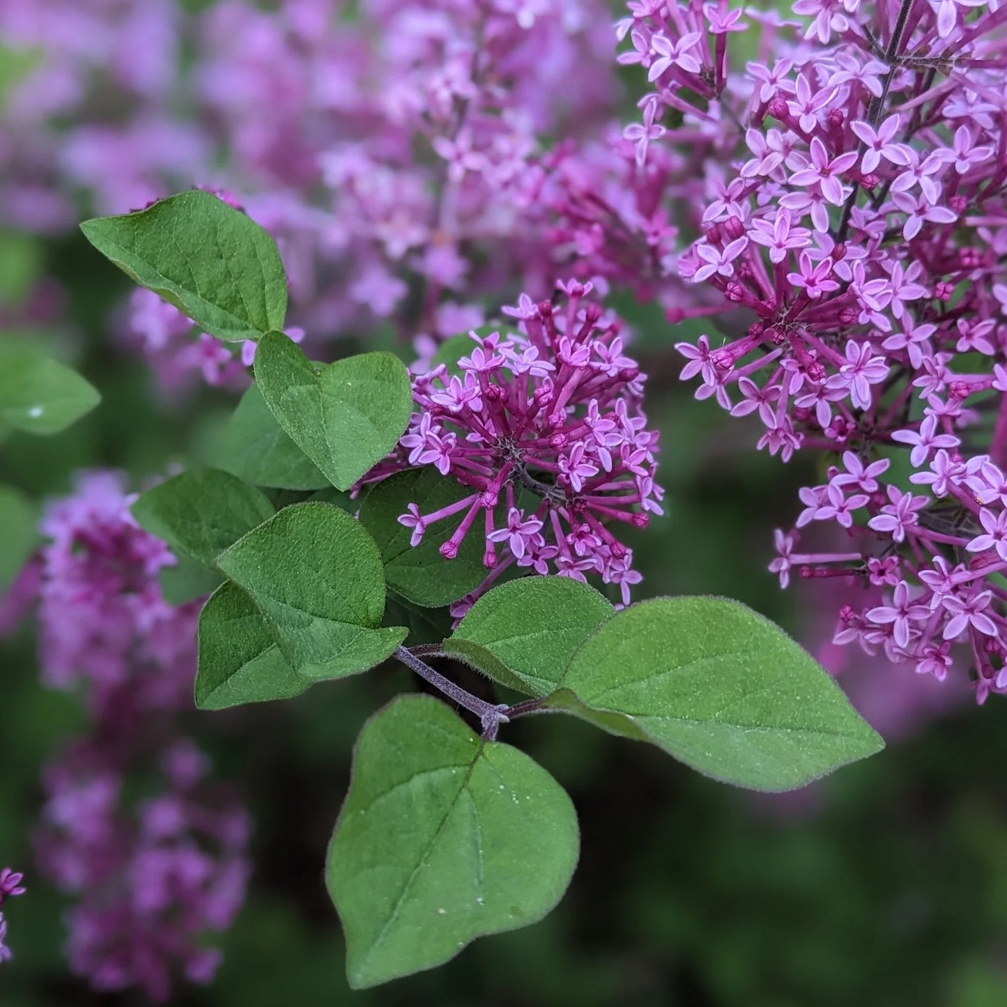 BLOOMERANG PURPINK LILAC 2gal
