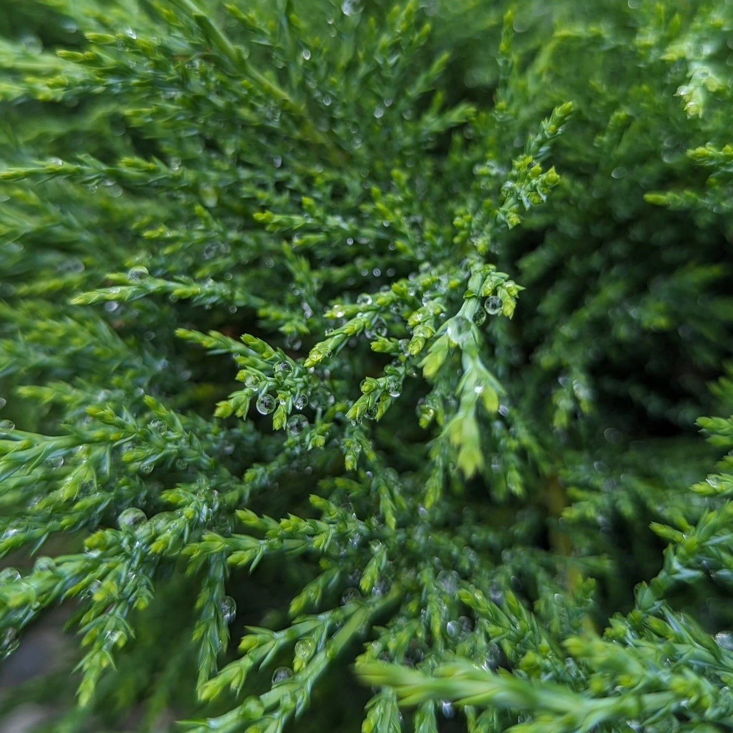 CALGARY CARPET JUNIPER 1gal