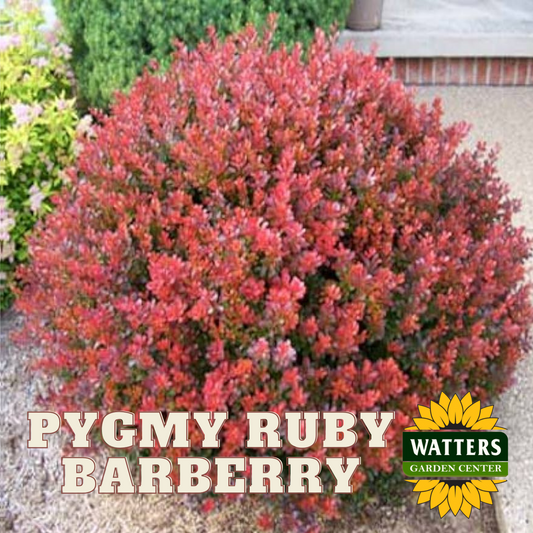 PYGMY RUBY BARBERRY 2gal