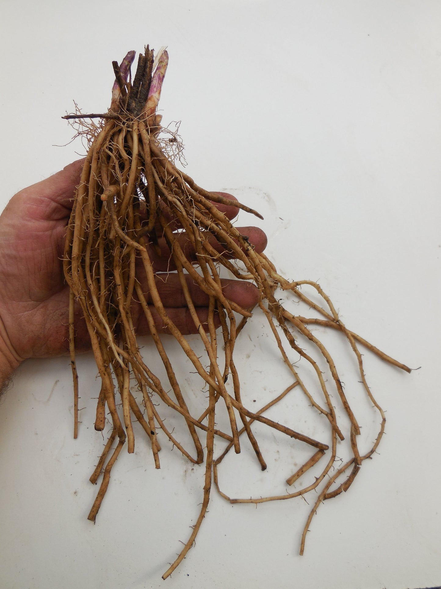 ***Purple Passion Asparagus... Sweeter Than Green Asparagus Asparagus Crowns