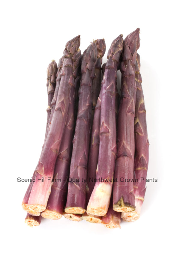 ***Purple Passion Asparagus... Sweeter Than Green Asparagus Asparagus Crowns