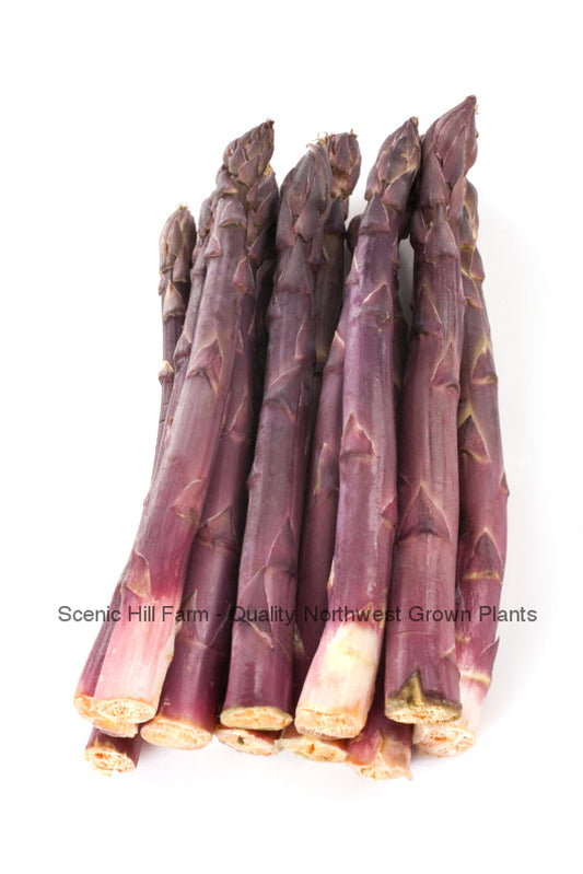 ***Purple Passion Asparagus... Sweeter Than Green Asparagus Asparagus Crowns
