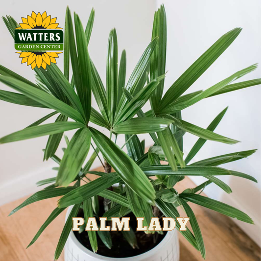 Potted palm plant with 'Watters Garden Center' logo in the corner