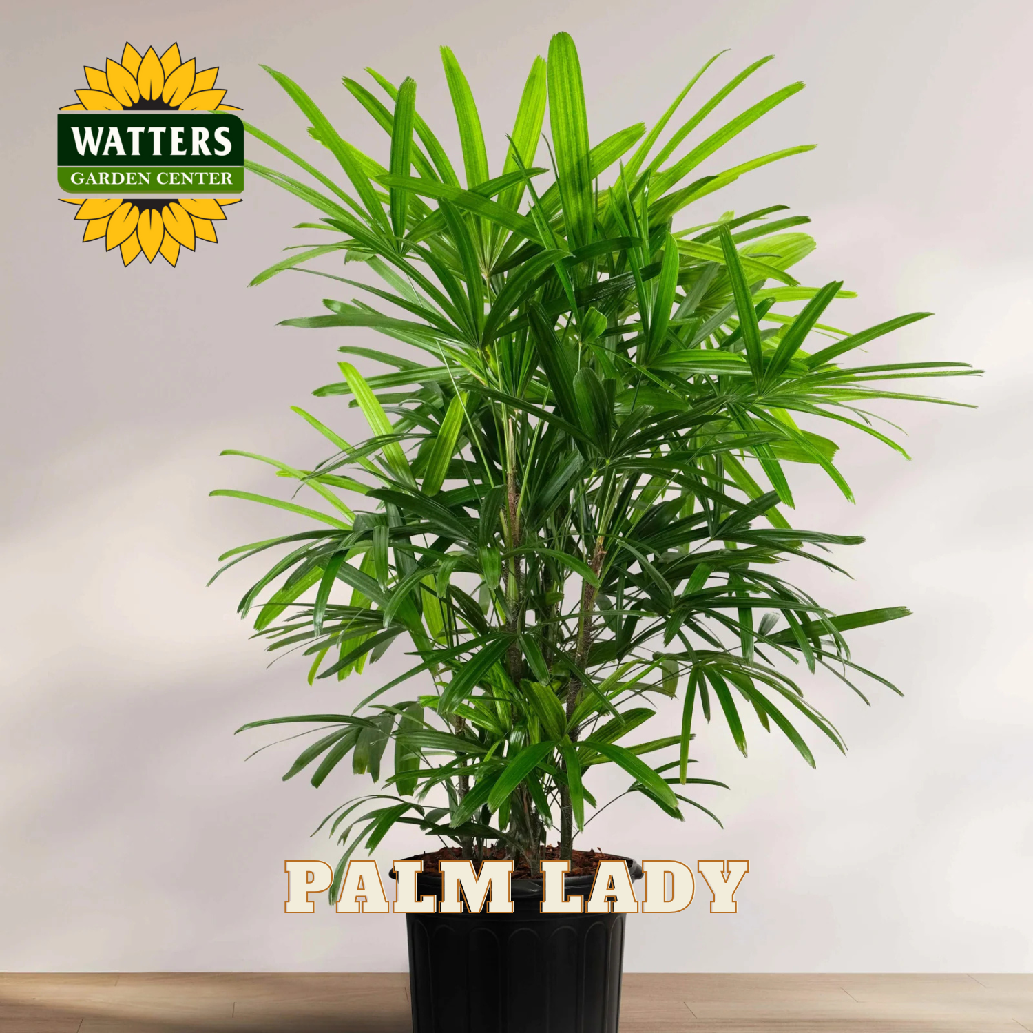 Potted palm plant with 'Watters Garden Center' logo and 'Palm Lady' text on a neutral background