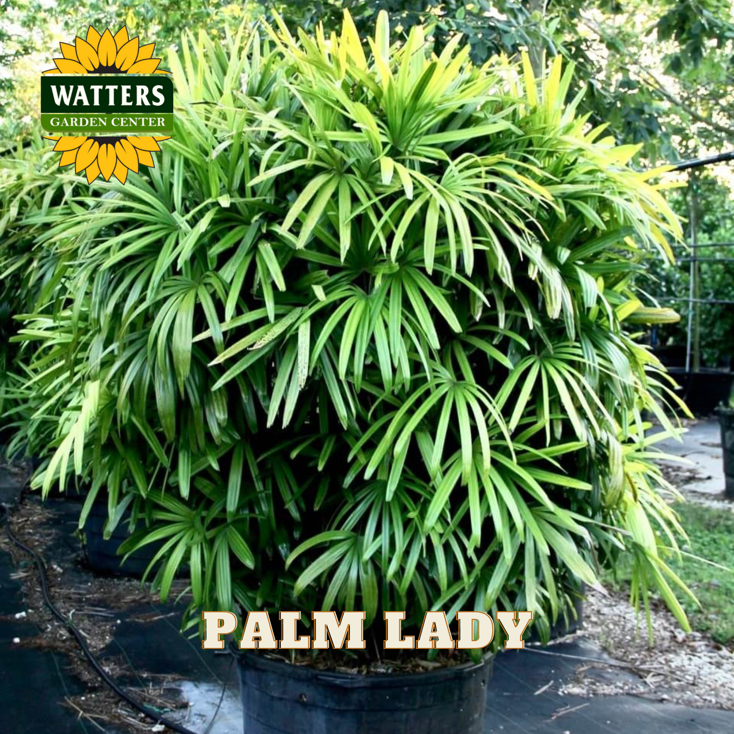 Potted plant labeled 'Palm Lady' with Watters Garden Center logo.