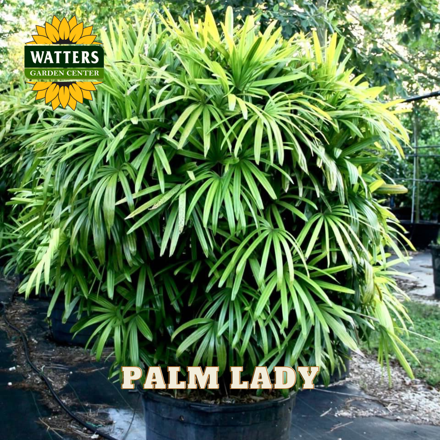 Potted plant labeled 'Palm Lady' with Watters Garden Center logo.