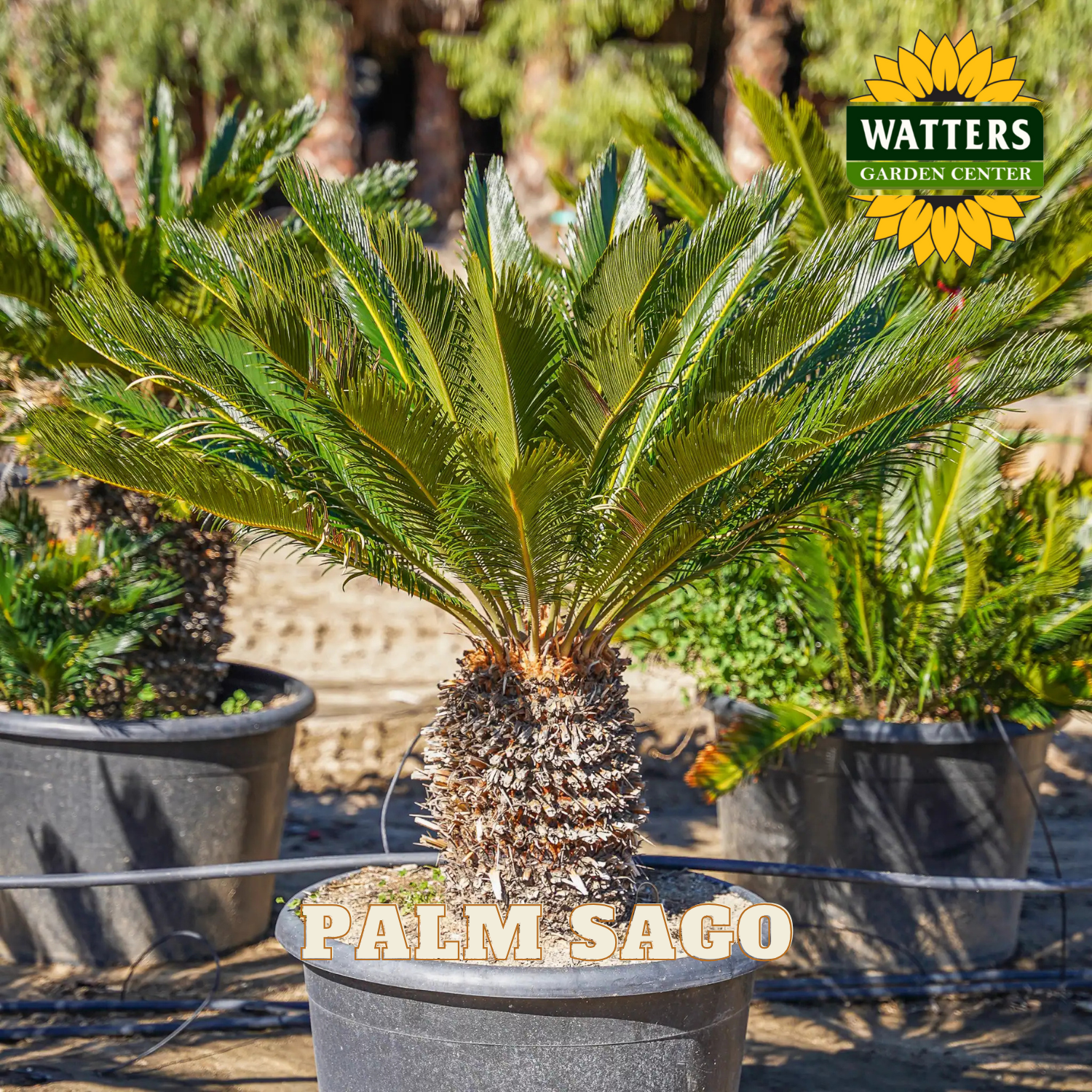 Potted palm sago plant with 'Watters Garden Center' logo in the background