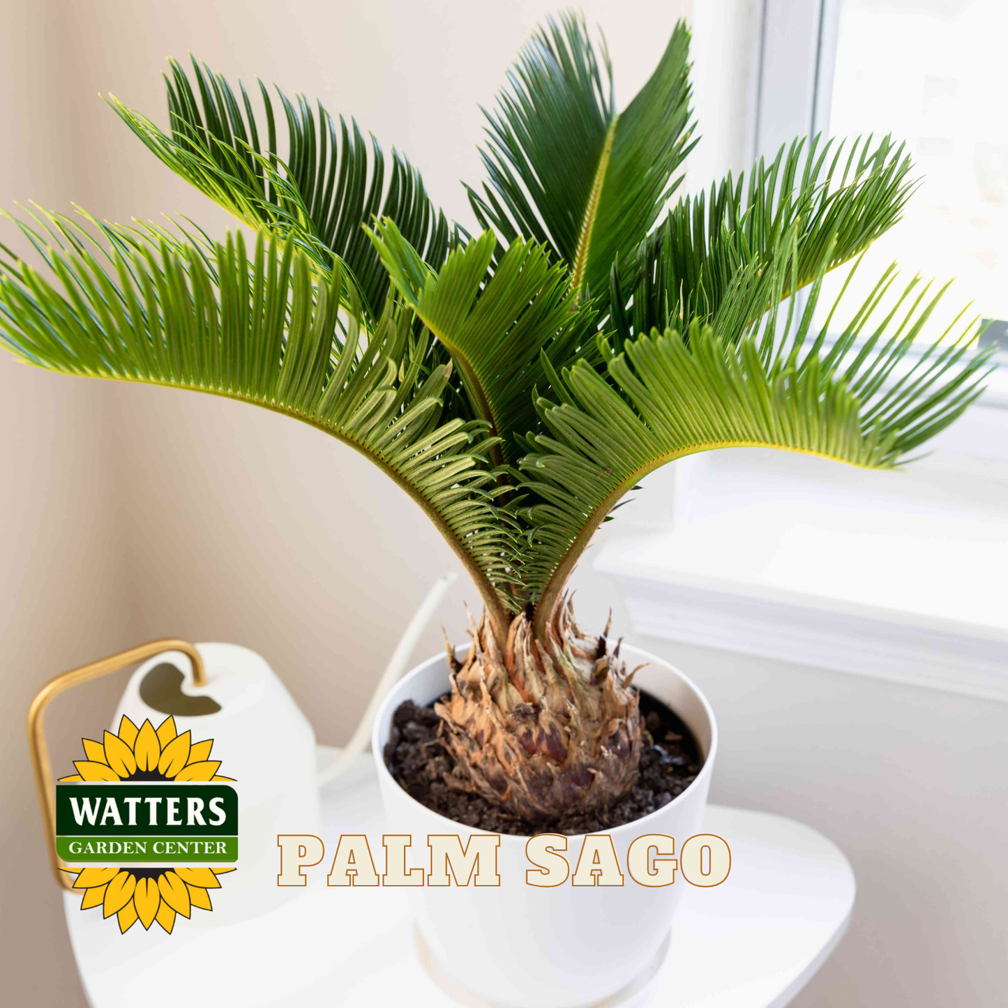 Potted palm sago plant with Watters Garden Center logo in the corner