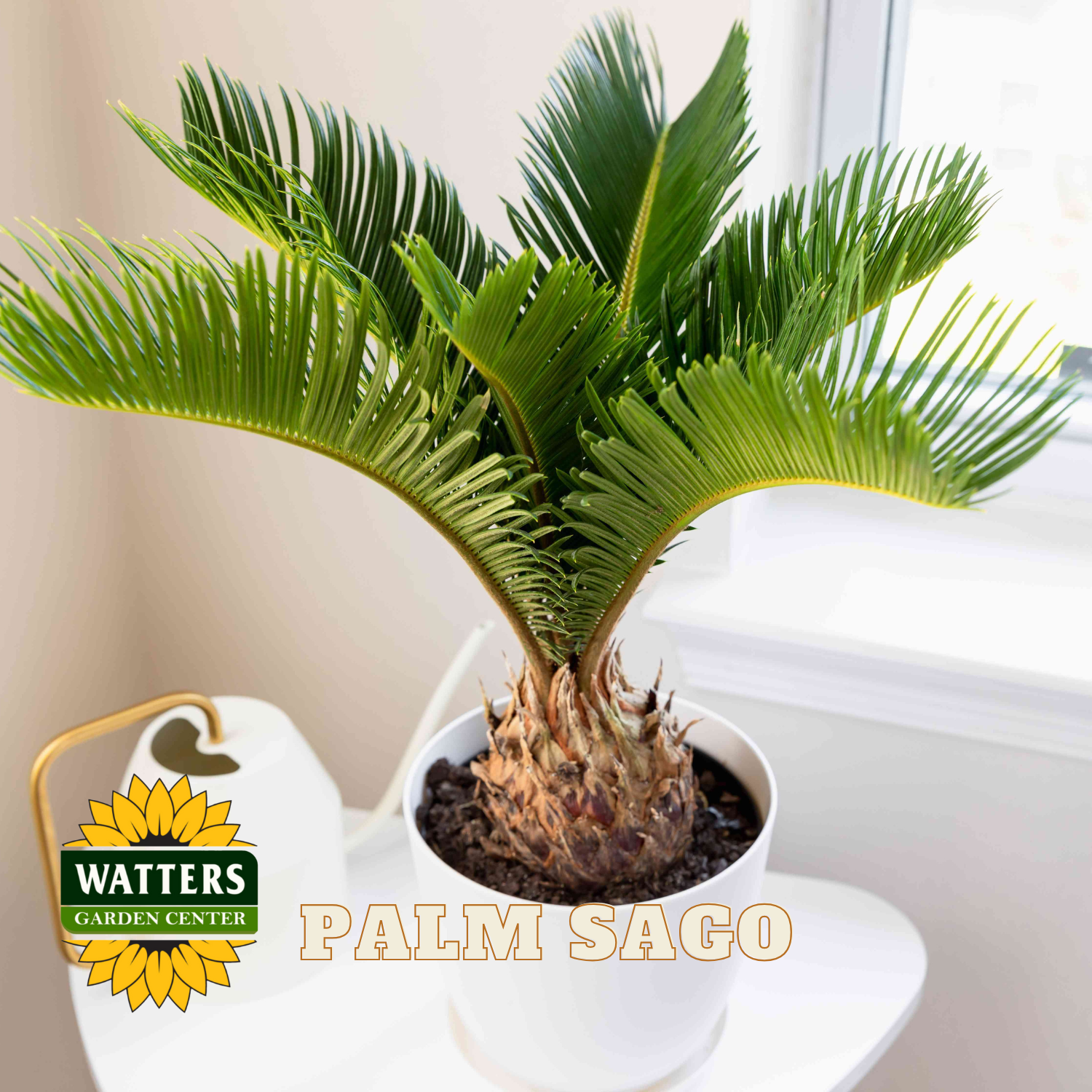 Potted palm sago plant with Watters Garden Center logo in the corner