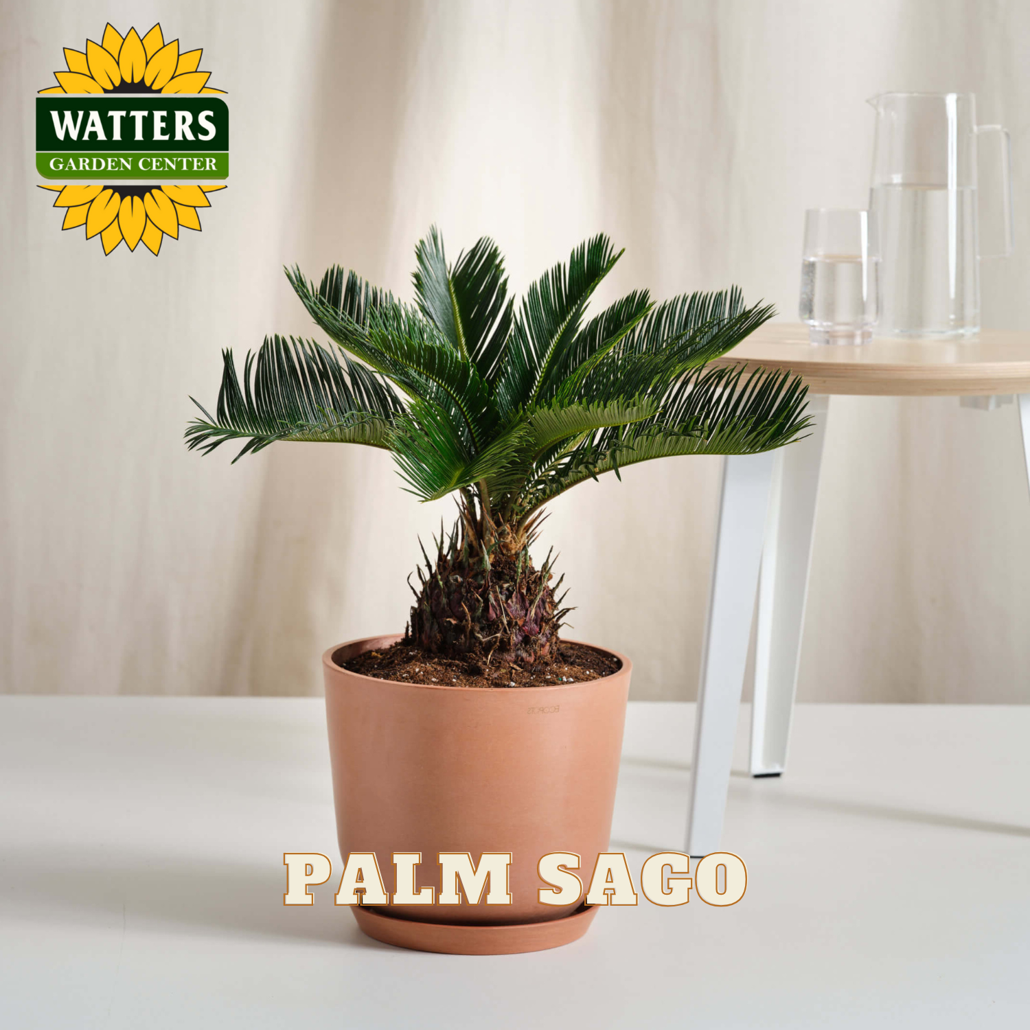 Potted Palm Sago plant on a white surface with Watters Garden Center branding.