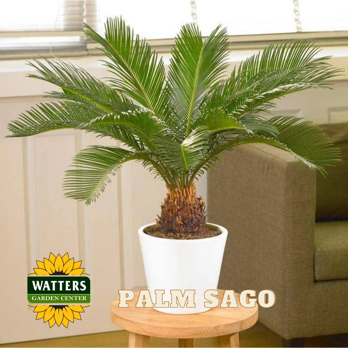 Potted palm sago plant on a stool with Watters Garden Center logo in the corner.