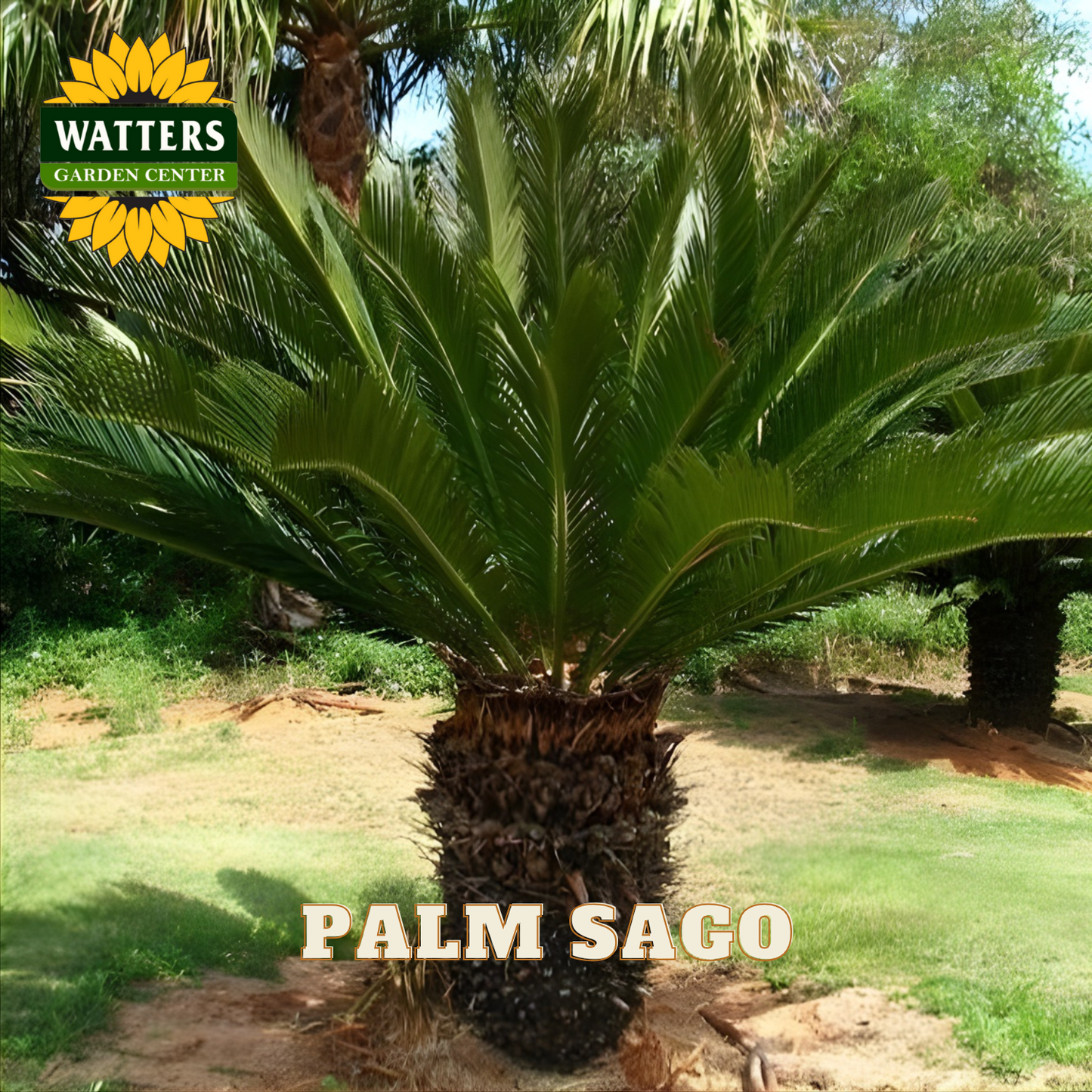 Palm Sago plant with Watters Garden Center logo in the background
