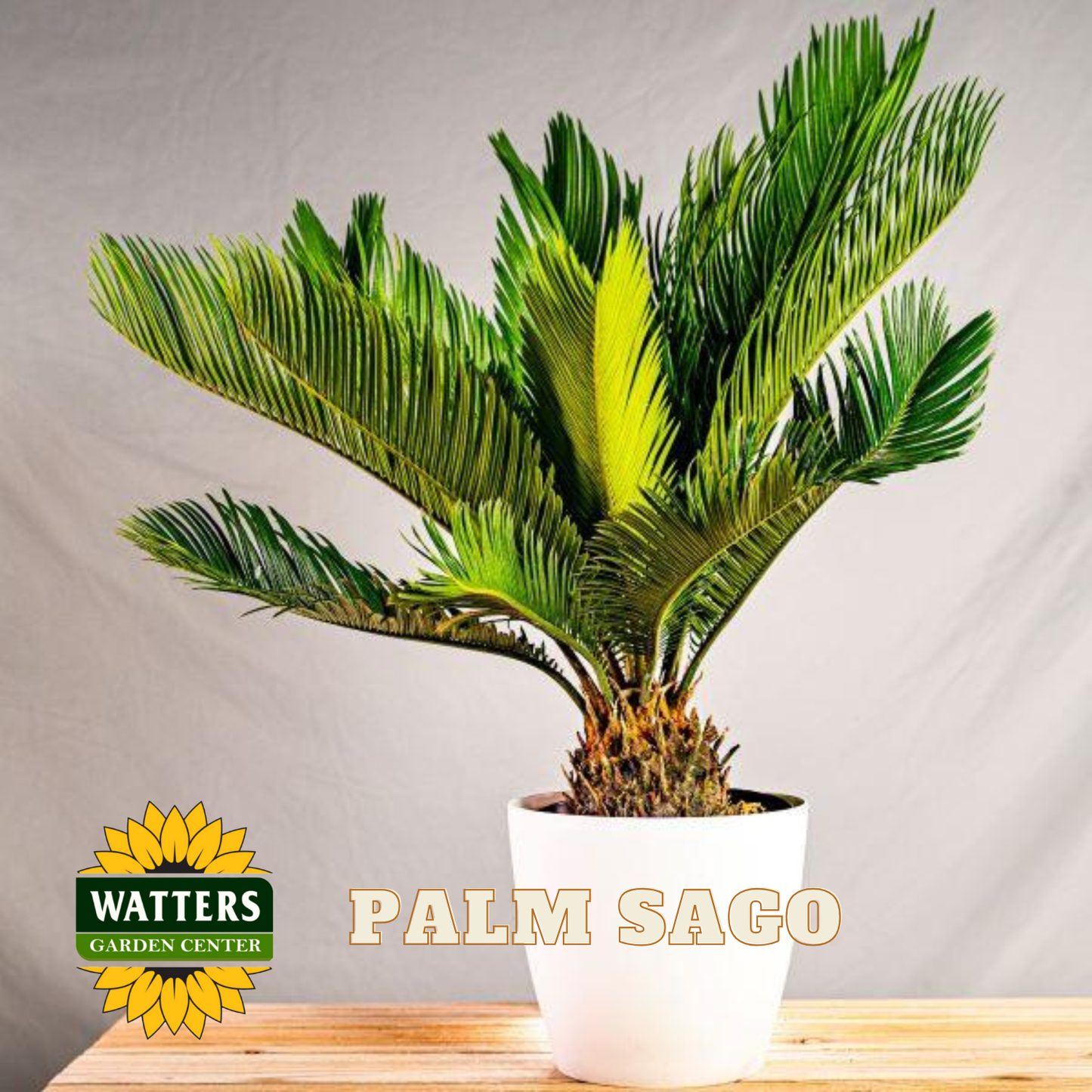 Potted Palm Sago plant on a wooden surface with Watters Garden Center logo.